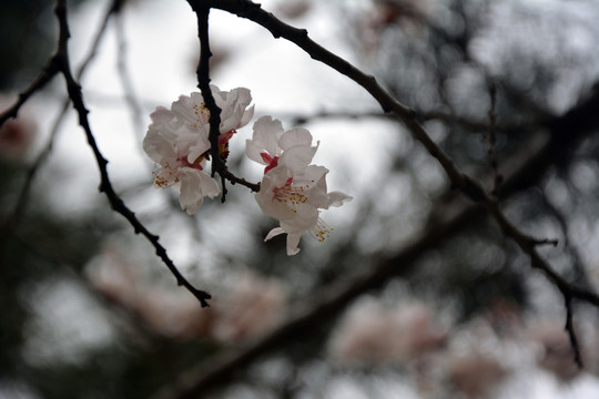 杏花