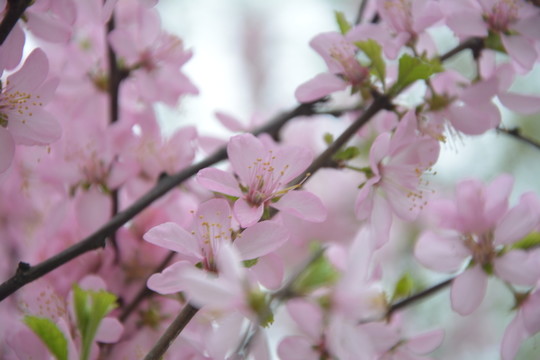 桃花