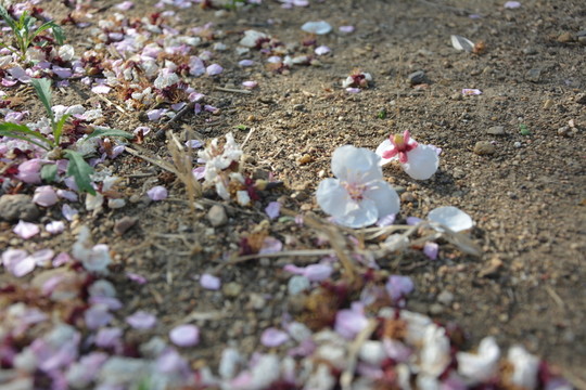 落花