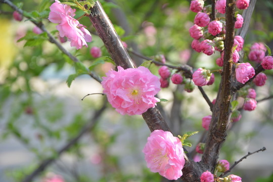 桃花