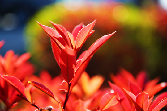 紅葉子