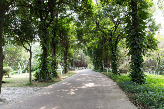公園 林蔭小道