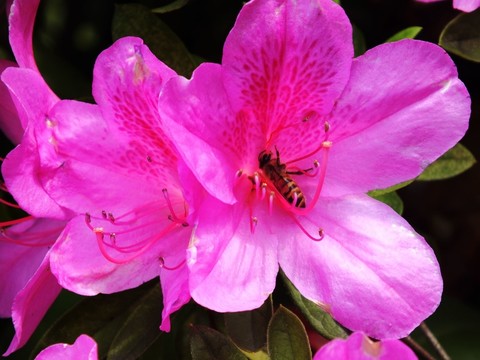 蜜蜂與杜鵑花