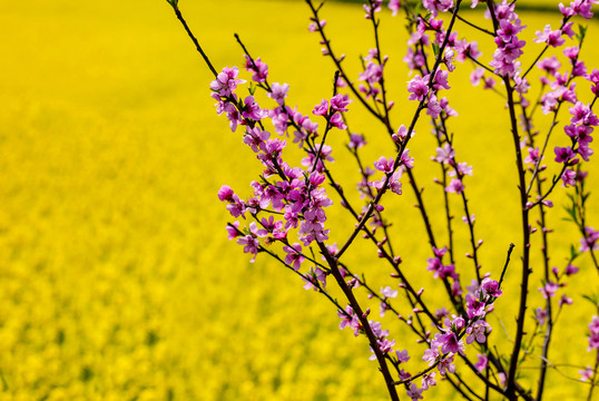 桃花