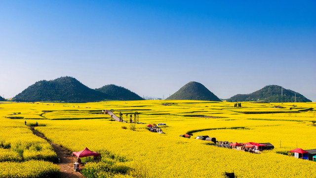 油菜花 羅平油菜花海