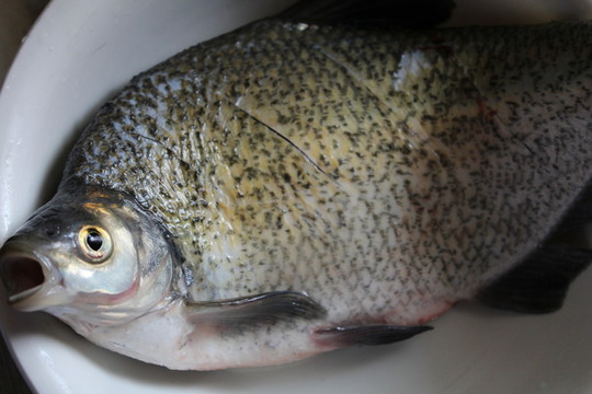 掙扎的鳊魚