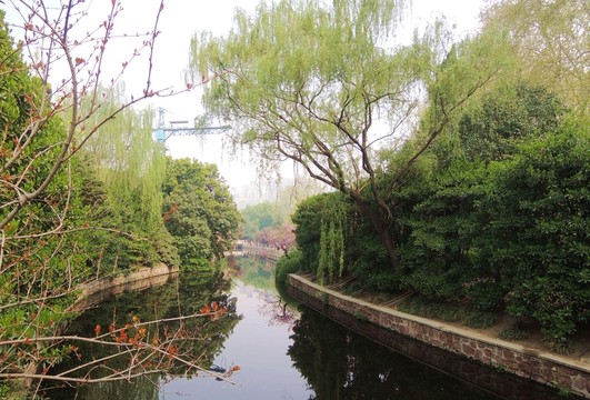 小河 春天 綠樹
