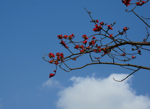 木棉花