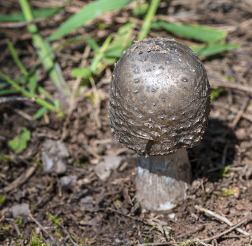 野生蘑菇