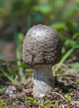 野生蘑菇