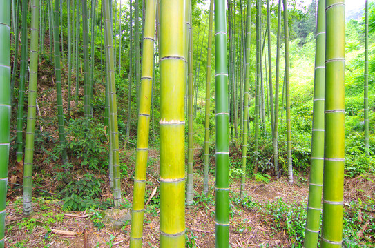 竹林
