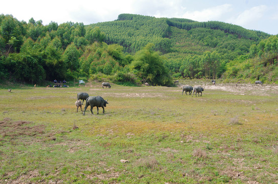 山林 樹林 桉樹林