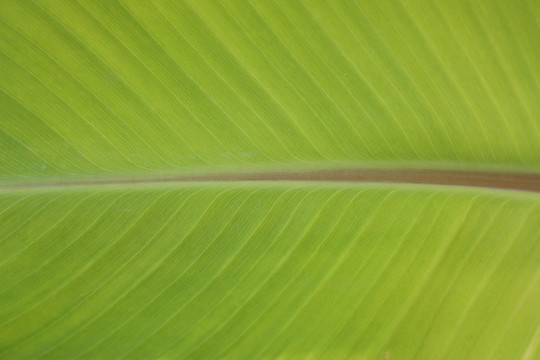 芭蕉葉