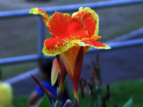 花