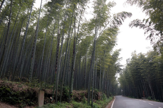 竹園 山林
