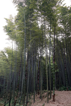 春筍