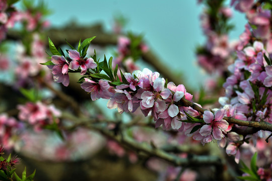桃花