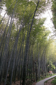 竹園