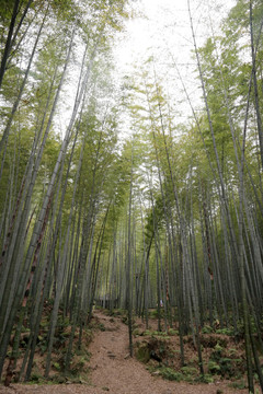 竹子