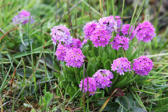 一簇報(bào)春花 花卉
