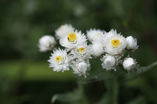 鈴鈴香青花