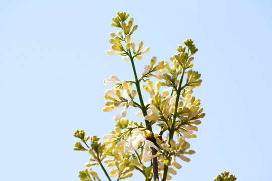 白色丁香花
