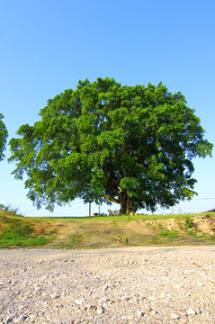 茂盛 古樹(shù)