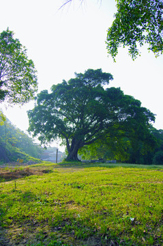 榕樹(shù)
