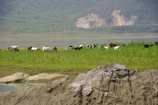 湖邊 羊群
