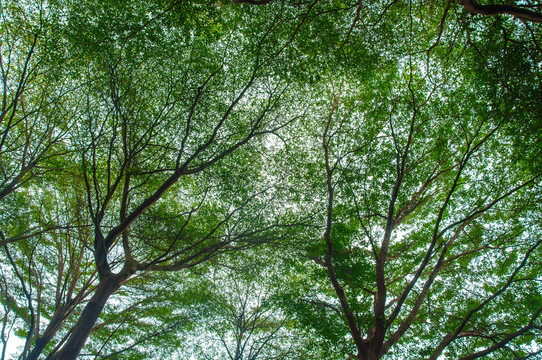 綠樹