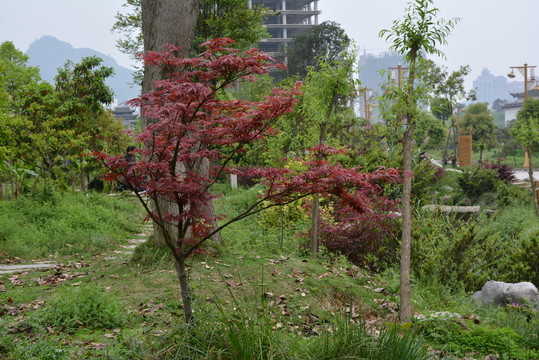 山水