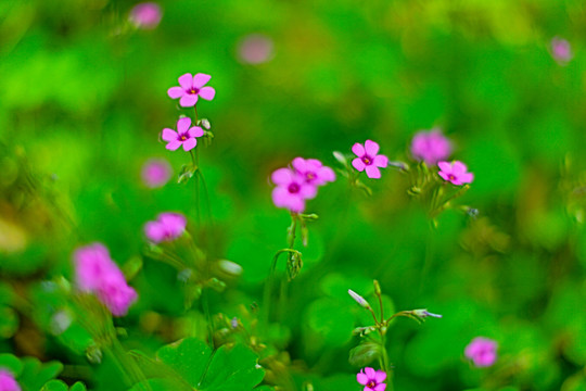 紅花