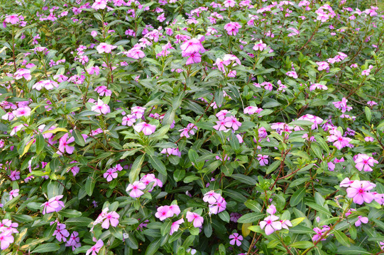長春花