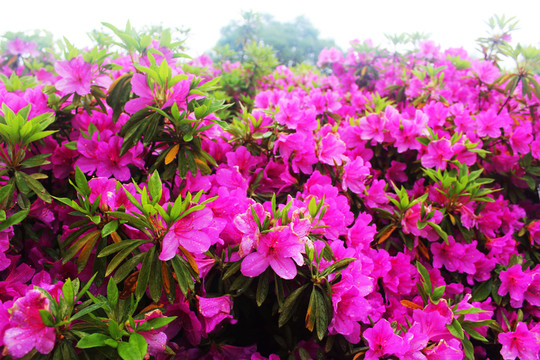 杜鵑花