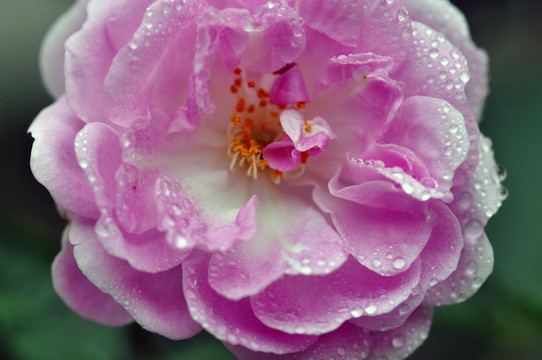 薔薇花