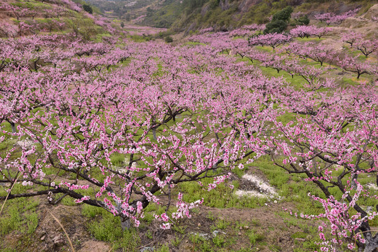 桃花源