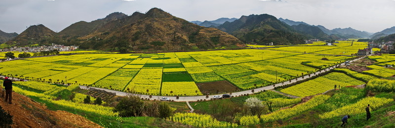 油菜花大道