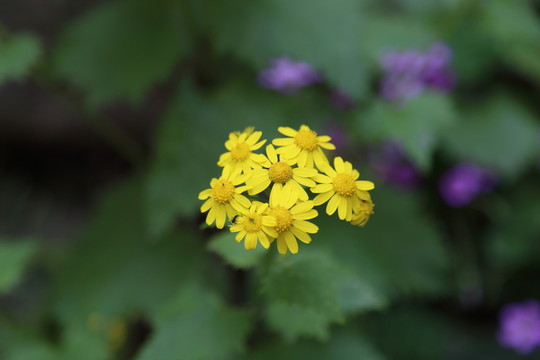 野菊花