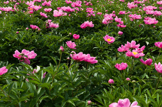 芍藥花圃