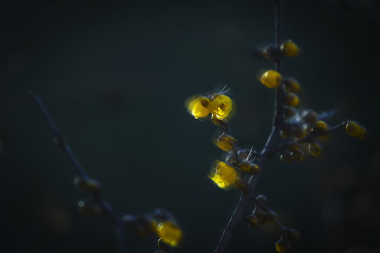 臘梅花