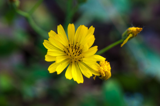 苦菜花