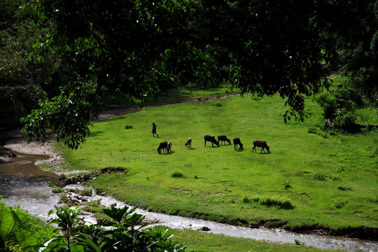 山坡牧馬