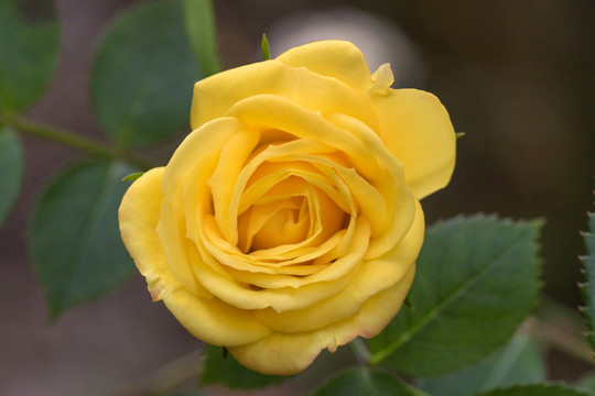 黃色月季花