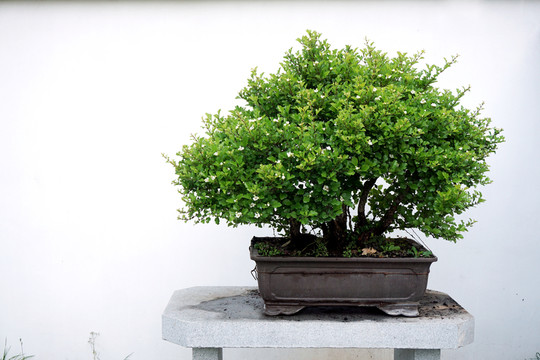 樹樁盆景