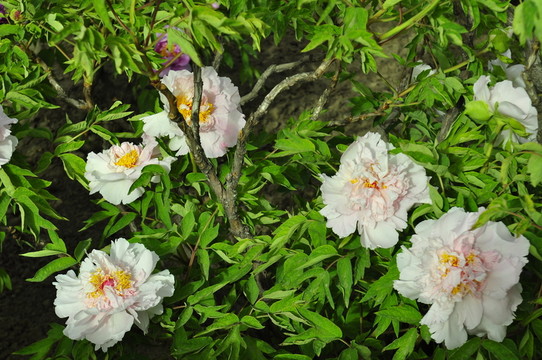 牡丹花
