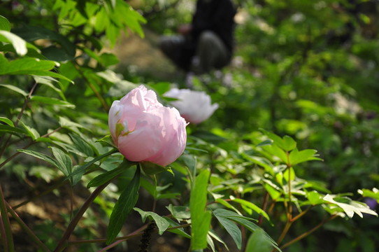 牡丹花蕾