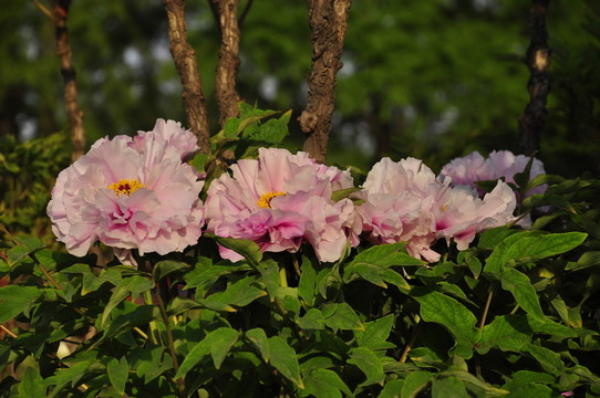 牡丹花