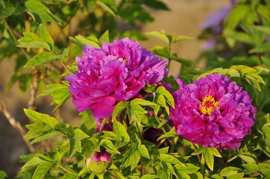 牡丹花