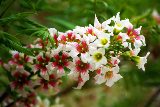 鮮花