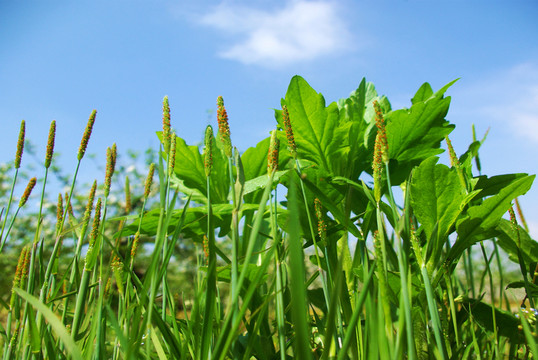 野草